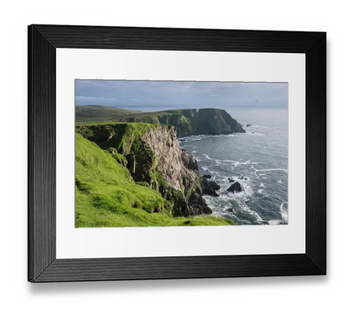 Framed Print : Northern gannets (Morus bassanus) nesting colony, Hermaness National Scenic Area, Shetland, Scotland, UK. June Framed Print : Northern gannets (Morus bassanus) nesting colony, Hermaness National Scenic Area, Shetland, Scotland, UK. June