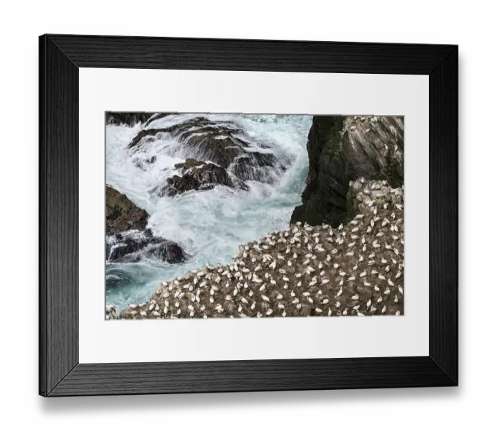 Framed Print : Northern gannets (Morus bassanus) nesting colony, Hermaness National Scenic Area, Shetland, Scotland, UK. June Framed Print : Northern gannets (Morus bassanus) nesting colony, Hermaness National Scenic Area, Shetland, Scotland, UK. June