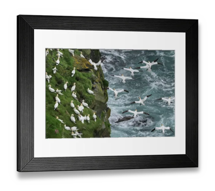 Framed Print : Northern gannets (Morus bassanus) grass-gathering, a communal activity involving both nesting adults and non-nesting juveniles, Hermaness National Scenic Area, Shetland, Scotland Framed Print : Northern gannets (Morus bassanus) grass-gathering, a communal activity involving both nesting adults and non-nesting juveniles, Hermaness National Scenic Area, Shetland, Scotland