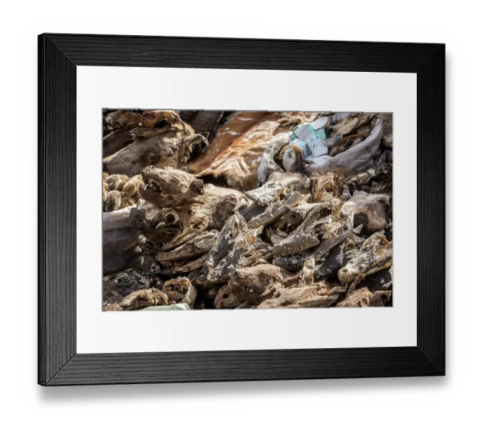 Framed Print : Wildlife remains (including crocodile heads) for sale for traditional beliefs in Bamako market, Mali. October, 2017 Framed Print : Wildlife remains (including crocodile heads) for sale for traditional beliefs in Bamako market, Mali. October, 2017