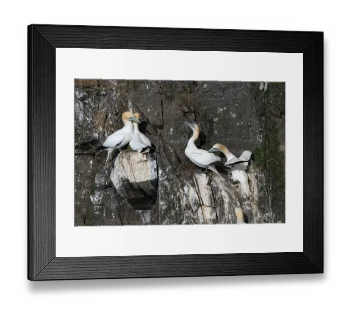 Framed Print : Two Northern gannet (Morus bassanus) pairs perched on cliffside at nesting colony, Hermaness National Scenic Area, Shetland, Scotland, UK. June Framed Print : Two Northern gannet (Morus bassanus) pairs perched on cliffside at nesting colony, Hermaness National Scenic Area, Shetland, Scotland, UK. June