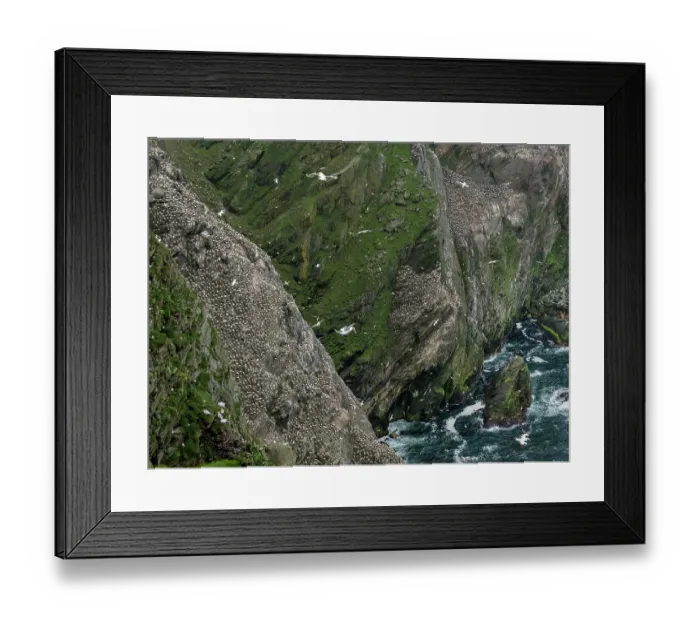 Framed Print : Northern gannets (Morus bassanus) nesting colony, Hermaness National Scenic Area, Shetland, Scotland, UK. June Framed Print : Northern gannets (Morus bassanus) nesting colony, Hermaness National Scenic Area, Shetland, Scotland, UK. June