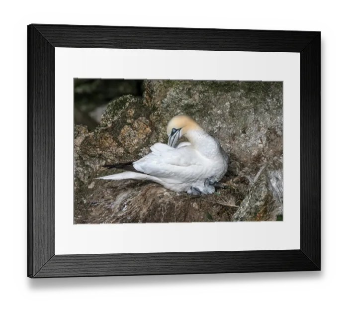Framed Print : Northern gannet (Morus bassanus) sitting on nest preening with newborn chick, Hermaness National Scenic Area, Shetland, Scotland, UK. June Framed Print : Northern gannet (Morus bassanus) sitting on nest preening with newborn chick, Hermaness National Scenic Area, Shetland, Scotland, UK. June