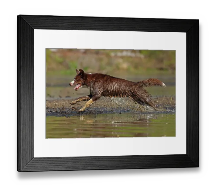 Framed Print : Chocolate border collie running through water, Maryland, USA. May Framed Print : Chocolate border collie running through water, Maryland, USA. May