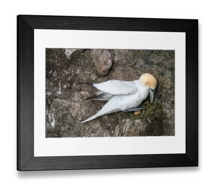 Framed Print : Northern gannet (Morus bassanus) incubating egg on nest, Hermaness National Scenic Area, Shetland, Scotland, UK. June Framed Print : Northern gannet (Morus bassanus) incubating egg on nest, Hermaness National Scenic Area, Shetland, Scotland, UK. June