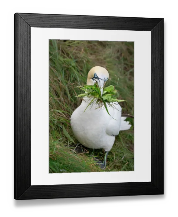 Framed Print : Northern gannet (Morus bassanus) collecting grass to use as nesting material, Hermaness National Scenic Area, Shetland, Scotland, UK. July Framed Print : Northern gannet (Morus bassanus) collecting grass to use as nesting material, Hermaness National Scenic Area, Shetland, Scotland, UK. July