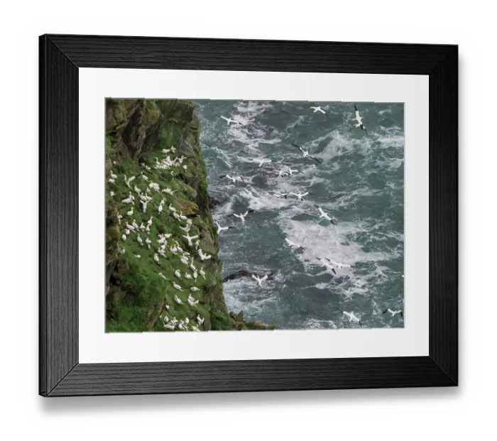Framed Print : Northern gannets (Morus bassanus) grass-gathering, a communal activity involving both nesting adults and non-nesting juveniles, Hermaness National Scenic Area, Shetland, Scotland Framed Print : Northern gannets (Morus bassanus) grass-gathering, a communal activity involving both nesting adults and non-nesting juveniles, Hermaness National Scenic Area, Shetland, Scotland