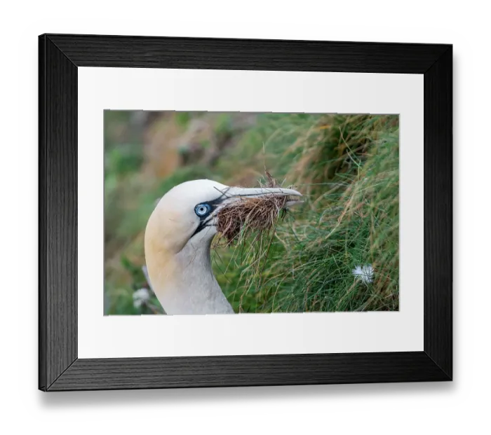 Framed Print : Northern gannet (Morus bassanus) collecting grass to use as nesting material, Hermaness National Scenic Area, Shetland, Scotland, UK. July