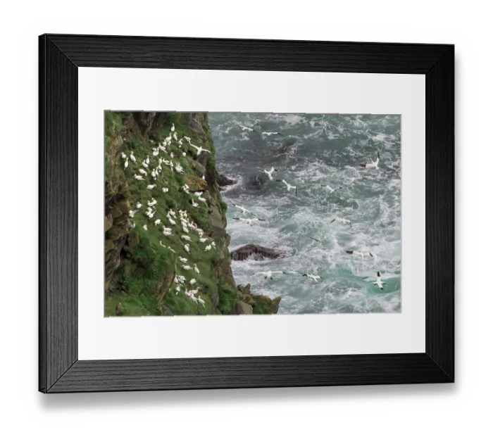 Framed Print : Northern gannets (Morus bassanus) grass-gathering, a communal activity involving both nesting adults and non-nesting juveniles, Hermaness National Scenic Area, Shetland, Scotland Framed Print : Northern gannets (Morus bassanus) grass-gathering, a communal activity involving both nesting adults and non-nesting juveniles, Hermaness National Scenic Area, Shetland, Scotland