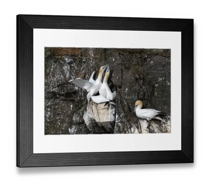 Framed Print : Northern gannets (Morus bassanus) pair at nesting colony engaged in high-intensity greeting (mutual-fencing) display, Hermaness National Scenic Area, Shetland, Scotland, UK. June Framed Print : Northern gannets (Morus bassanus) pair at nesting colony engaged in high-intensity greeting (mutual-fencing) display, Hermaness National Scenic Area, Shetland, Scotland, UK. June