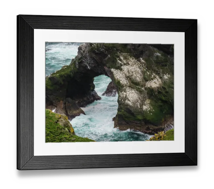 Framed Print : Northern gannet (Morus bassanus) nesting colony with a large 'club' (immature and non-breeding adults) with a small group of nesting couples (about 12 nests at right) Framed Print : Northern gannet (Morus bassanus) nesting colony with a large 'club' (immature and non-breeding adults) with a small group of nesting couples (about 12 nests at right)