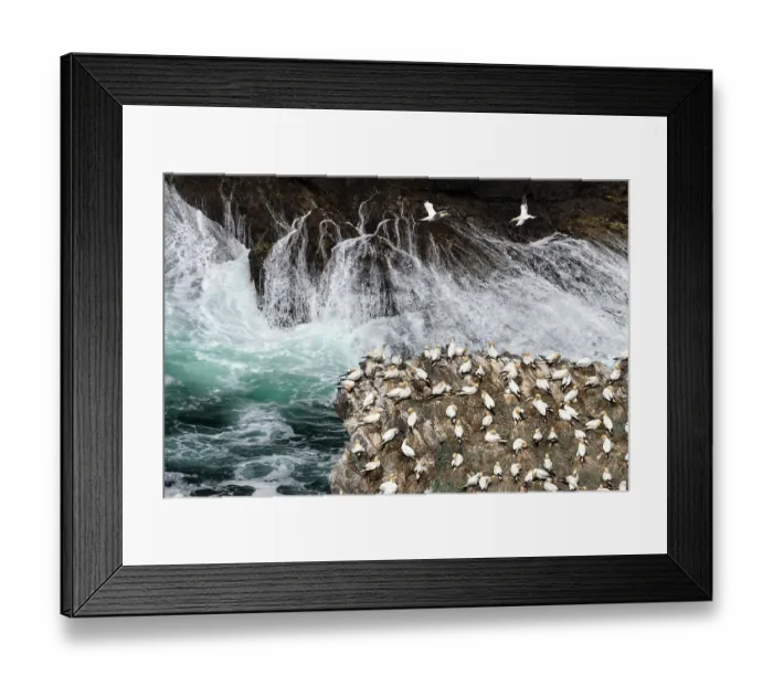 Framed Print : Northern gannets (Morus bassanus) nesting colony, Hermaness National Scenic Area, Shetland, Scotland, UK. June Framed Print : Northern gannets (Morus bassanus) nesting colony, Hermaness National Scenic Area, Shetland, Scotland, UK. June
