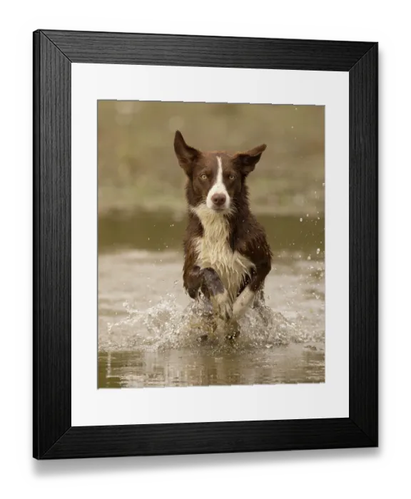 Framed Print : Chocolate border collie playing in water, Maryland, USA. October Framed Print : Chocolate border collie playing in water, Maryland, USA. October