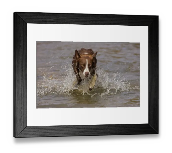 Framed Print : Chocolate border collie running through water, Maryland, USA. October Framed Print : Chocolate border collie running through water, Maryland, USA. October
