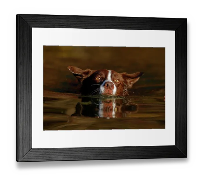 Framed Print : Chocolate border collie swimming, Maryland, USA. October Framed Print : Chocolate border collie swimming, Maryland, USA. October