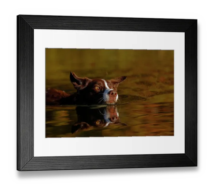 Framed Print : Chocolate border collie swimming, Maryland, USA. October Framed Print : Chocolate border collie swimming, Maryland, USA. October