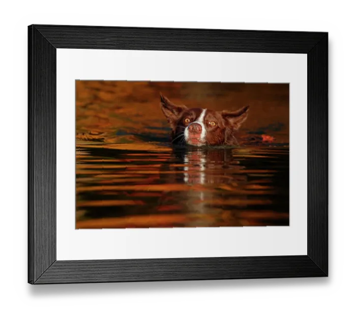 Framed Print : Chocolate border collie swimming, Maryland, USA. October Framed Print : Chocolate border collie swimming, Maryland, USA. October