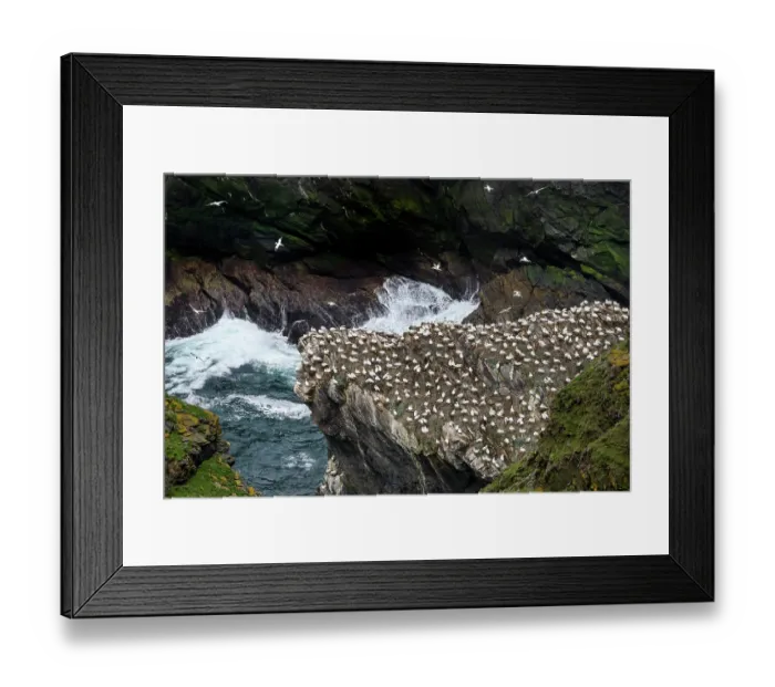 Framed Print : Northern gannets (Morus bassanus) nesting colony, Hermaness National Scenic Area, Shetland, Scotland, UK. June Framed Print : Northern gannets (Morus bassanus) nesting colony, Hermaness National Scenic Area, Shetland, Scotland, UK. June