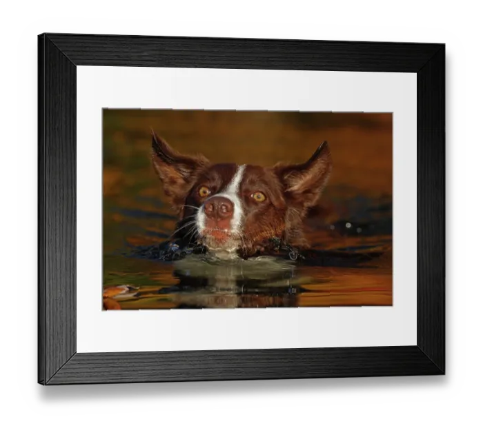 Framed Print : Chocolate border collie swimming, Maryland, USA. October Framed Print : Chocolate border collie swimming, Maryland, USA. October