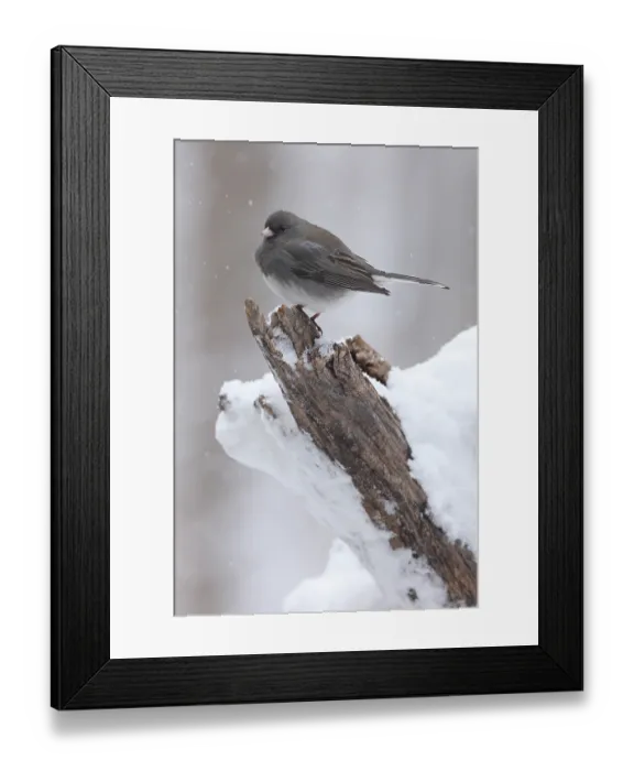 Framed Print : Dark-eyed junco (Junco hyemalis) perched in snow, Maryland, USA. January Framed Print : Dark-eyed junco (Junco hyemalis) perched in snow, Maryland, USA. January
