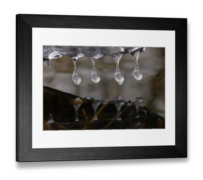 Framed Print : Icicles close up, Maryland, USA. January Framed Print : Icicles close up, Maryland, USA. January