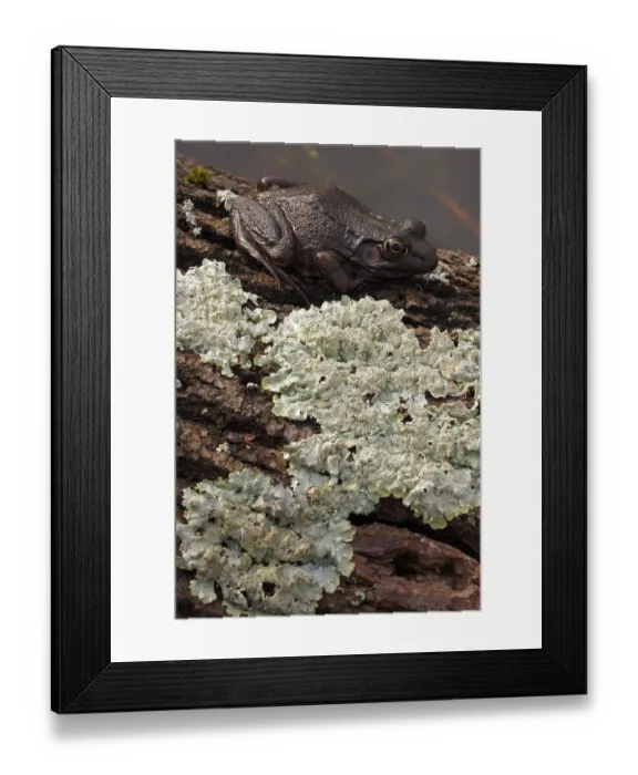 Framed Print : Green frog (Lithobates clamitans) resting on lichen covered log, Maryland, USA. March Framed Print : Green frog (Lithobates clamitans) resting on lichen covered log, Maryland, USA. March