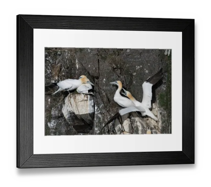Framed Print : Two Northern gannet (Morus bassanus) pairs at nesting colony in territorial dispute, Hermaness National Scenic Area, Shetland, Scotland, UK. June Framed Print : Two Northern gannet (Morus bassanus) pairs at nesting colony in territorial dispute, Hermaness National Scenic Area, Shetland, Scotland, UK. June
