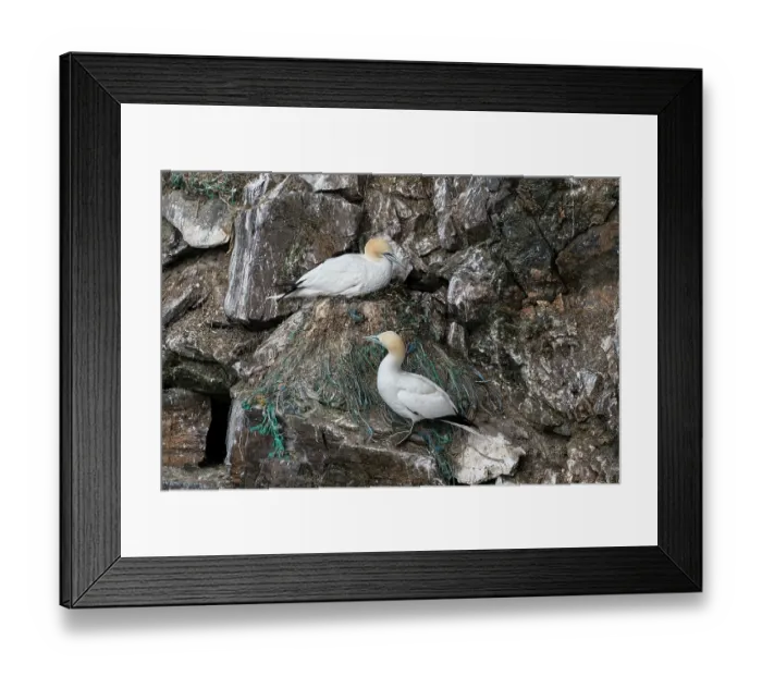 Framed Print : Northern gannets (Morus bassanus) pair on nest, more than 1m high and mostly built up with synthetic fishing nets and lines, Hermaness National Scenic Area, Shetland, Scotland Framed Print : Northern gannets (Morus bassanus) pair on nest, more than 1m high and mostly built up with synthetic fishing nets and lines, Hermaness National Scenic Area, Shetland, Scotland