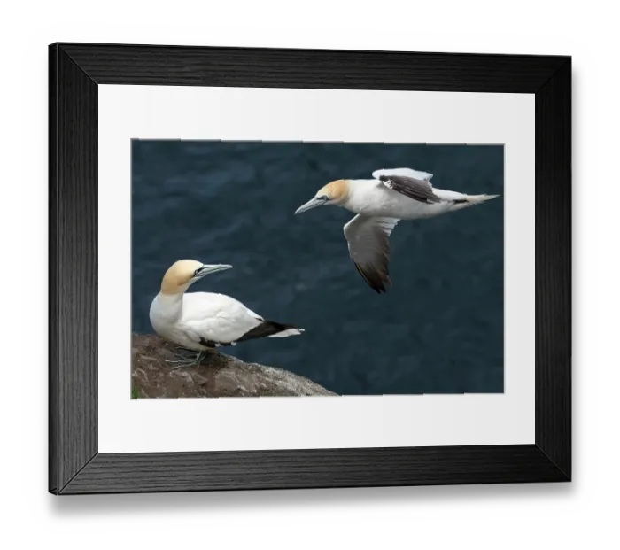 Framed Print : RF - Northern gannet (Morus bassanus) perched on cliff top and another in flight, Hermaness National Scenic Area, Shetland, Scotland, UK. June Framed Print : RF - Northern gannet (Morus bassanus) perched on cliff top and another in flight, Hermaness National Scenic Area, Shetland, Scotland, UK. June