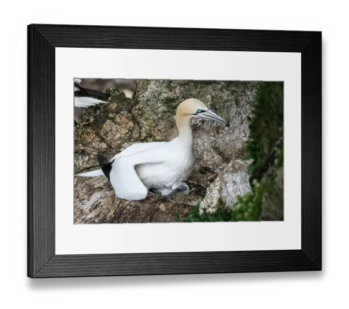 Framed Print : Northern gannet (Morus bassanus) sitting on nest sheltering newborn chick from the wind, Hermaness National Scenic Area, Shetland, Scotland, UK. June Framed Print : Northern gannet (Morus bassanus) sitting on nest sheltering newborn chick from the wind, Hermaness National Scenic Area, Shetland, Scotland, UK. June