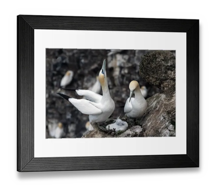 Framed Print : Northern gannets (Morus bassanus) pair on nest, bird on left bird about to depart, displaying the skypointing posture, Hermaness National Scenic Area, Shetland, Scotland, UK. July