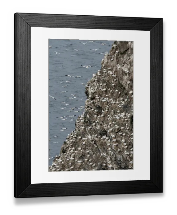 Framed Print : RF - Northern gannet (Morus bassanus), nesting colony at Hermaness National Scenic Area, Shetland, Scotland, UK