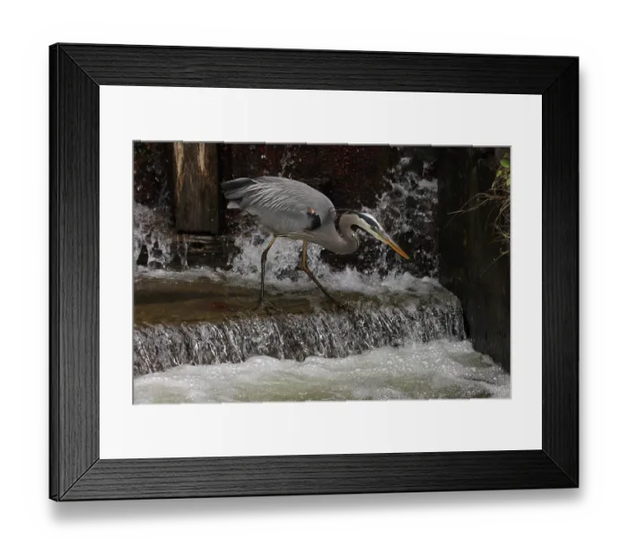 Framed Print : Great blue heron (Ardea herodias) fishing at canal lock, Maryland, USA. April Framed Print : Great blue heron (Ardea herodias) fishing at canal lock, Maryland, USA. April