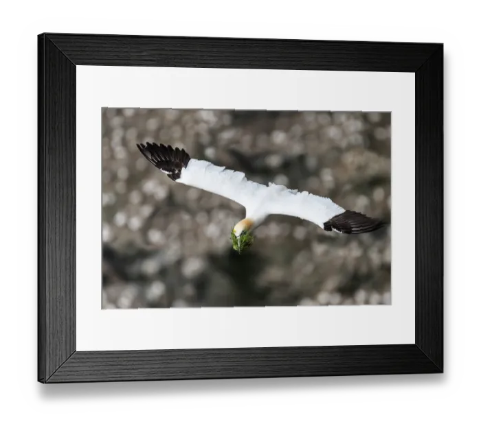 Framed Print : RF - Northern gannet (Morus bassanus) in flight carrying nesting material in beak, Hermaness National Scenic Area, Shetland, Scotland, UK. June Framed Print : RF - Northern gannet (Morus bassanus) in flight carrying nesting material in beak, Hermaness National Scenic Area, Shetland, Scotland, UK. June