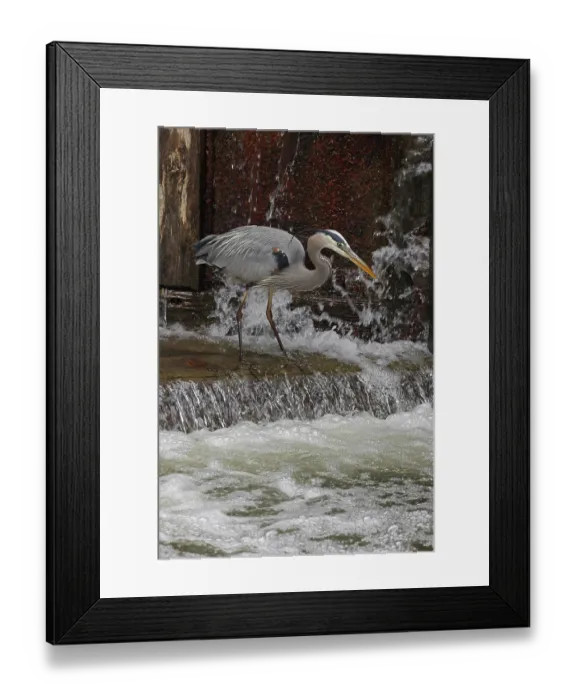 Framed Print : Great blue heron (Ardea herodias) fishing at canal lock, Maryland, USA. April Framed Print : Great blue heron (Ardea herodias) fishing at canal lock, Maryland, USA. April