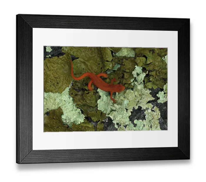 Framed Print : Eastern newt (Notophthalmus viridescens) red eft, terrestrial juvenile stage, portrait, Maryland, USA. May Framed Print : Eastern newt (Notophthalmus viridescens) red eft, terrestrial juvenile stage, portrait, Maryland, USA. May