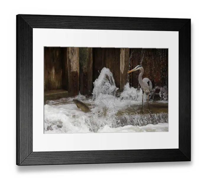 Framed Print : Great blue heron (Ardea herodias) fishing at canal lock, Maryland, USA. April Framed Print : Great blue heron (Ardea herodias) fishing at canal lock, Maryland, USA. April