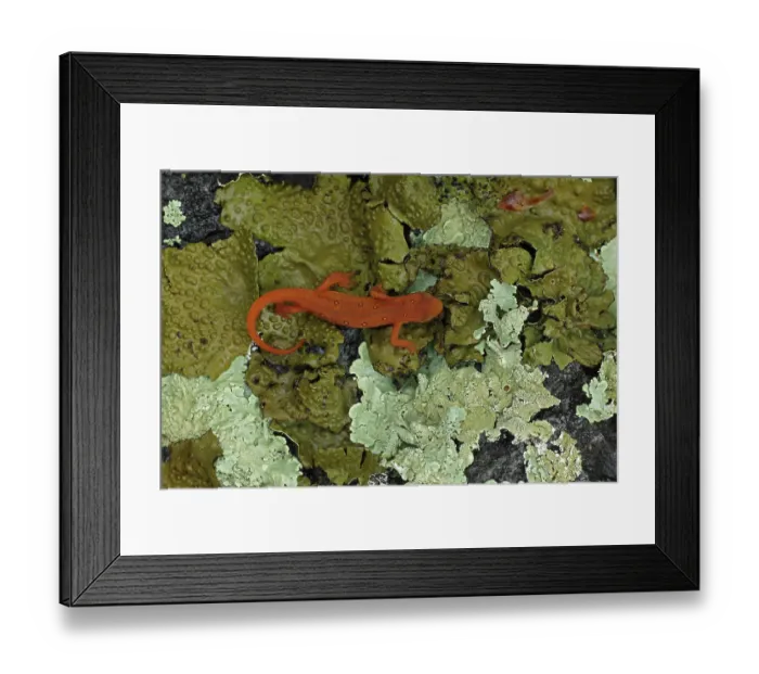 Framed Print : Eastern newt (Notophthalmus viridescens) red eft, terrestrial juvenile stage, portrait, Maryland, USA. May Framed Print : Eastern newt (Notophthalmus viridescens) red eft, terrestrial juvenile stage, portrait, Maryland, USA. May
