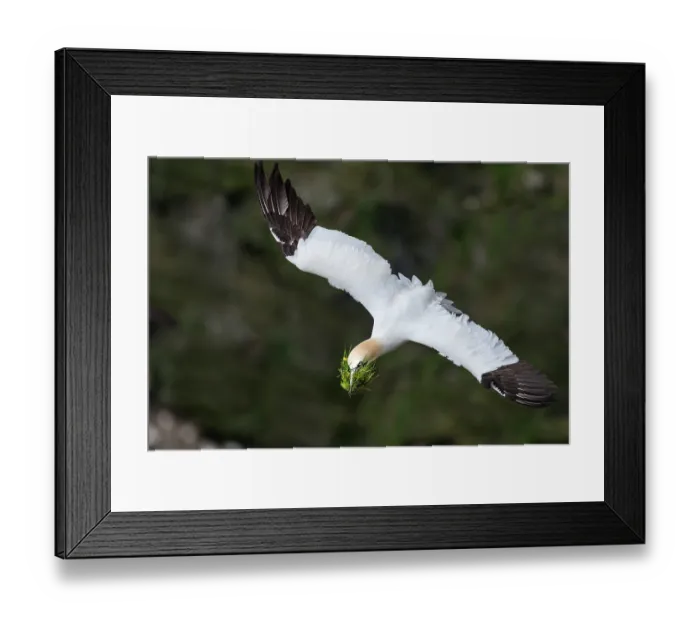 Framed Print : Northern gannet (Morus bassanus) in flight carrying nesting material in beak, Hermaness National Scenic Area, Shetland, Scotland, UK. June Framed Print : Northern gannet (Morus bassanus) in flight carrying nesting material in beak, Hermaness National Scenic Area, Shetland, Scotland, UK. June