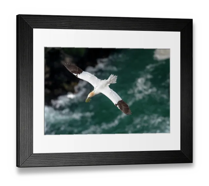 Framed Print : Northern gannet (Morus bassanus) in flight carrying nesting material in beak, Hermaness National Scenic Area, Shetland, Scotland, UK. June Framed Print : Northern gannet (Morus bassanus) in flight carrying nesting material in beak, Hermaness National Scenic Area, Shetland, Scotland, UK. June