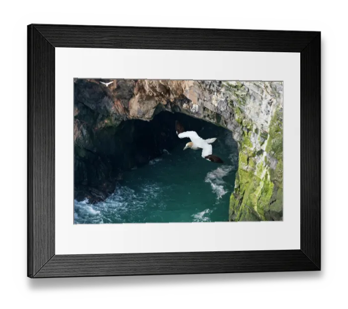 Framed Print : Northern gannet (Morus bassanus) in flight with nesting material in beak, Hermaness National Scenic Area, Shetland, Scotland, UK. June Framed Print : Northern gannet (Morus bassanus) in flight with nesting material in beak, Hermaness National Scenic Area, Shetland, Scotland, UK. June