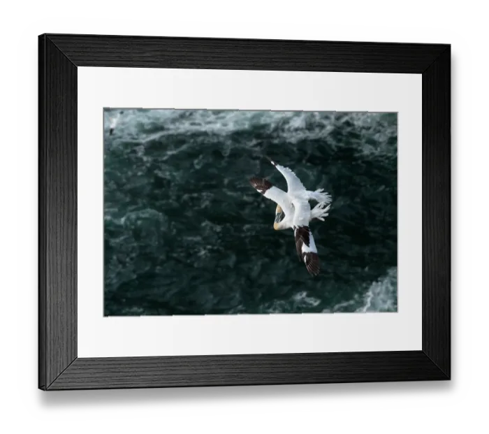 Framed Print : Two Northern gannets (Morus bassanus) in flight entwined in mortal combat over the nesting colony, Hermaness National Scenic Area, Shetland, Scotland, UK. June
