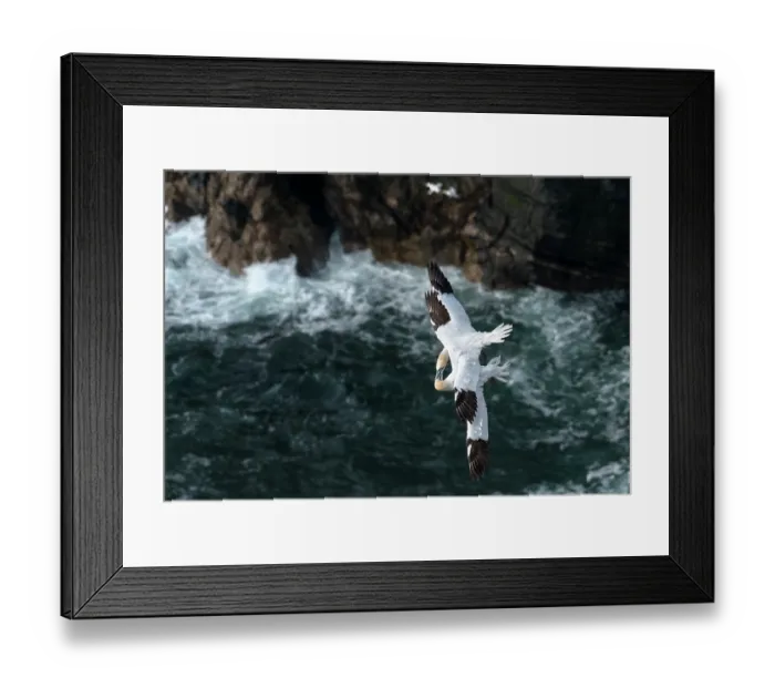Framed Print : Two Northern gannets (Morus bassanus) in flight entwined in mortal combat over the nesting colony, Hermaness National Scenic Area, Shetland, Scotland, UK. June Framed Print : Two Northern gannets (Morus bassanus) in flight entwined in mortal combat over the nesting colony, Hermaness National Scenic Area, Shetland, Scotland, UK. June