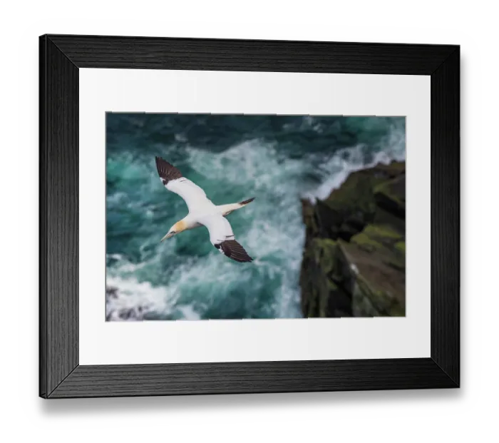 Framed Print : RF - Northern gannet (Morus bassanus) juvenile with 3rd year plumage, in flight over cliffs, Hermaness National Scenic Area, Shetland, Scotland, UK. July Framed Print : RF - Northern gannet (Morus bassanus) juvenile with 3rd year plumage, in flight over cliffs, Hermaness National Scenic Area, Shetland, Scotland, UK. July