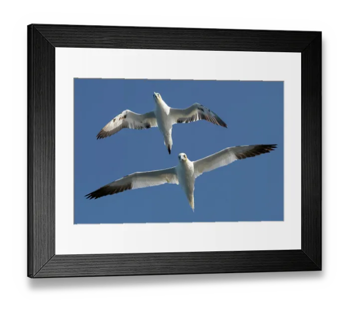 Framed Print : Two Northern gannets (Morus bassanus) in flight, juvenile with 3rd year plumage (above) and adult (below), showing wing span, Hermaness National Scenic Area, Shetland, Scotland Framed Print : Two Northern gannets (Morus bassanus) in flight, juvenile with 3rd year plumage (above) and adult (below), showing wing span, Hermaness National Scenic Area, Shetland, Scotland