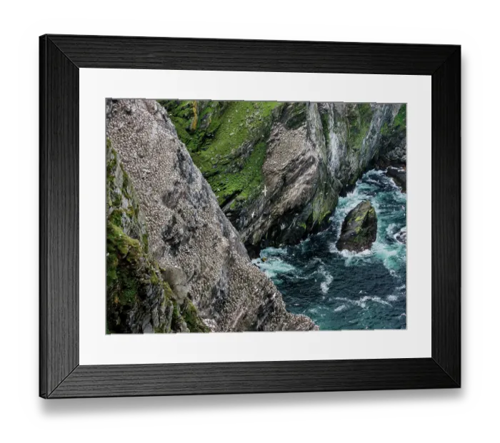 Framed Print : Northern gannets (Morus bassanus) nesting colony, Hermaness National Scenic Area, Shetland, Scotland, UK. July Framed Print : Northern gannets (Morus bassanus) nesting colony, Hermaness National Scenic Area, Shetland, Scotland, UK. July