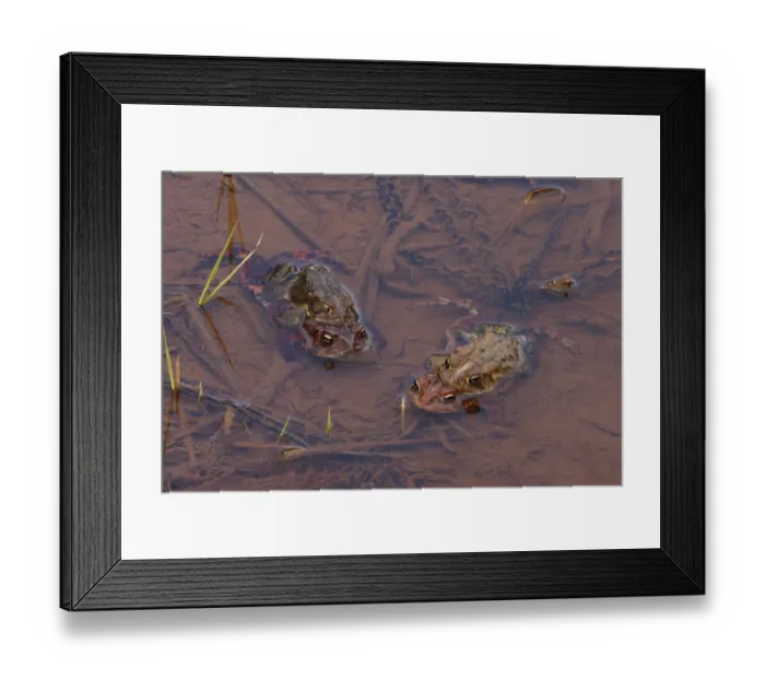 Framed Print : Group of American toads (Anaxyrus americanus) mating in shallow water, Maryland, USA. April Framed Print : Group of American toads (Anaxyrus americanus) mating in shallow water, Maryland, USA. April