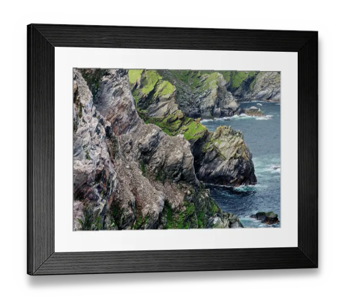 Framed Print : Northern gannets (Morus bassanus) nesting colony, Hermaness National Scenic Area, Shetland, Scotland, UK. July Framed Print : Northern gannets (Morus bassanus) nesting colony, Hermaness National Scenic Area, Shetland, Scotland, UK. July