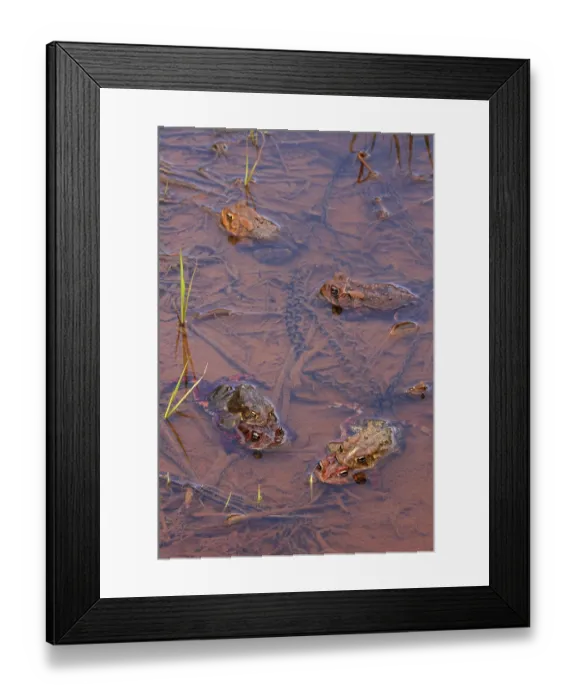 Framed Print : Group of American toads (Anaxyrus americanus) mating in shallow water, Maryland, USA. April Framed Print : Group of American toads (Anaxyrus americanus) mating in shallow water, Maryland, USA. April