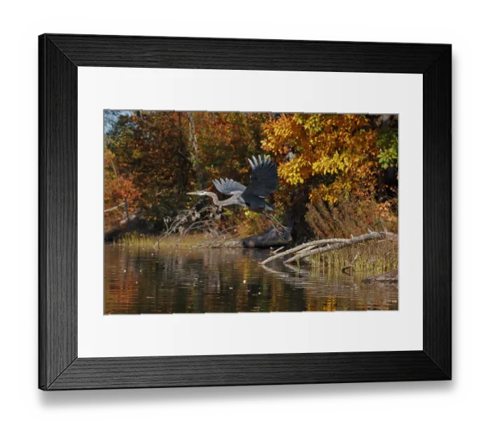 Framed Print : Great blue heron (Ardea herodias) taking flight over lake in autumn, Maryland, USA. October Framed Print : Great blue heron (Ardea herodias) taking flight over lake in autumn, Maryland, USA. October
